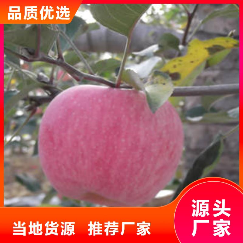 红富士苹果-红富士苹果批发厂家直销直供