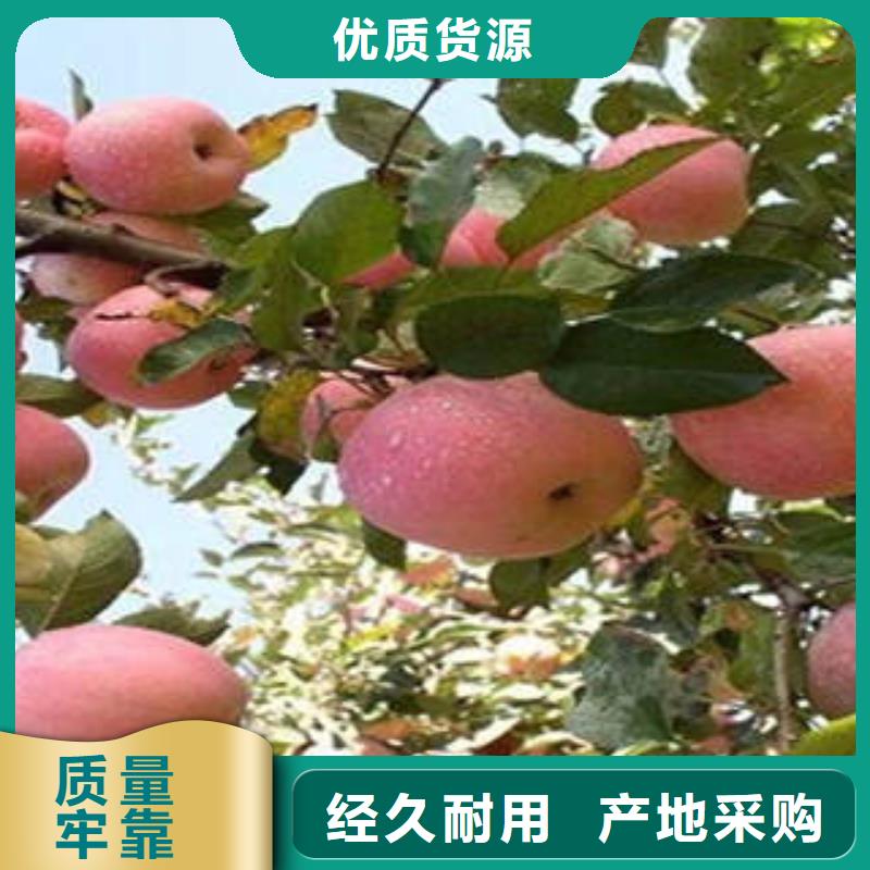 红富士苹果标准工艺
