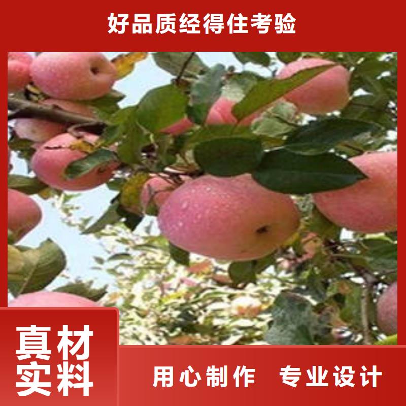 红富士苹果细节之处更加用心
