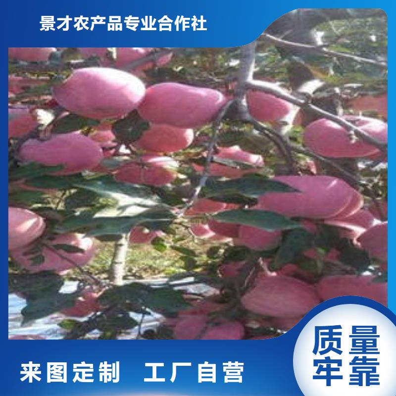 红富士苹果苹果匠心打造