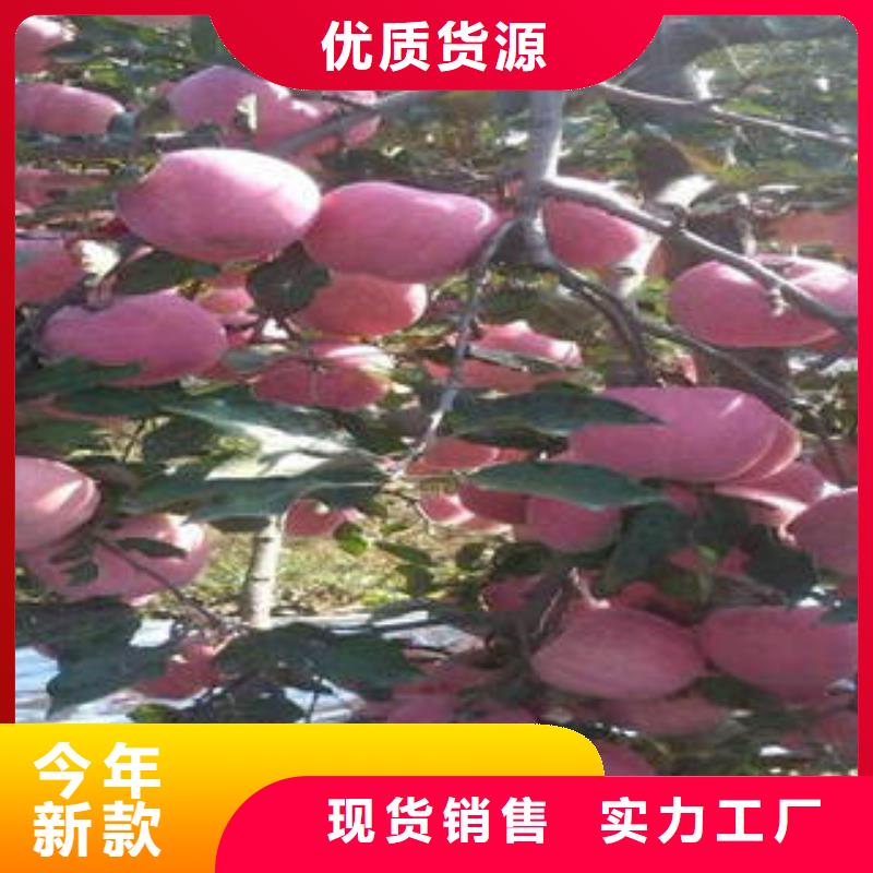 红富士苹果标准工艺