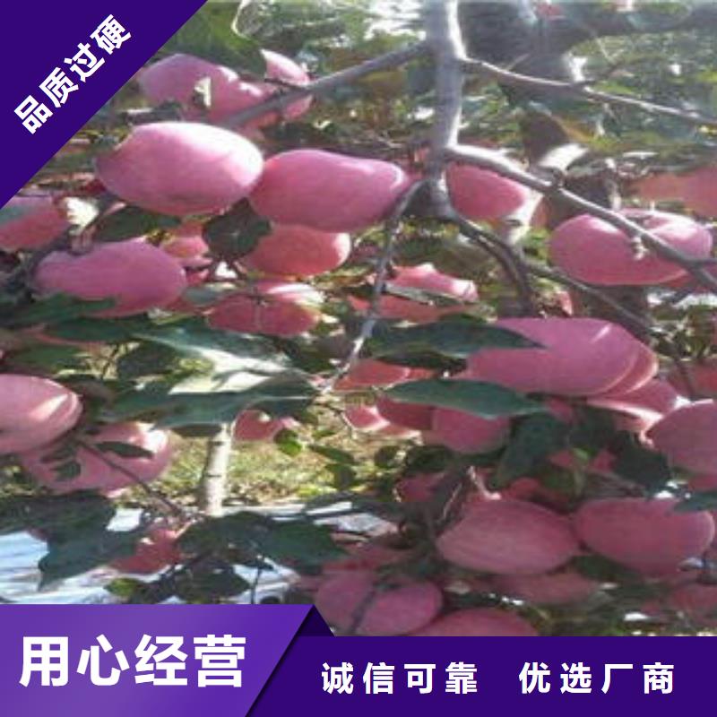 红富士苹果嘎啦苹果支持定制批发