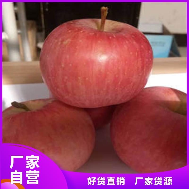 红富士苹果精心选材