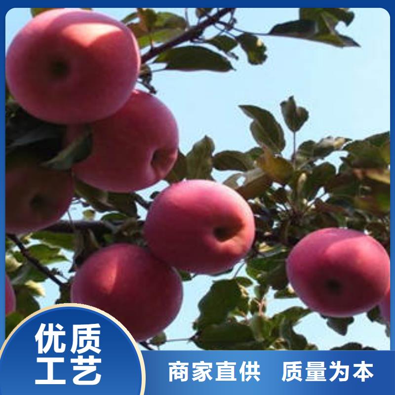 红富士苹果细节之处更加用心