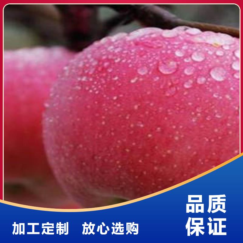 红富士苹果苹果种植基地用心制造