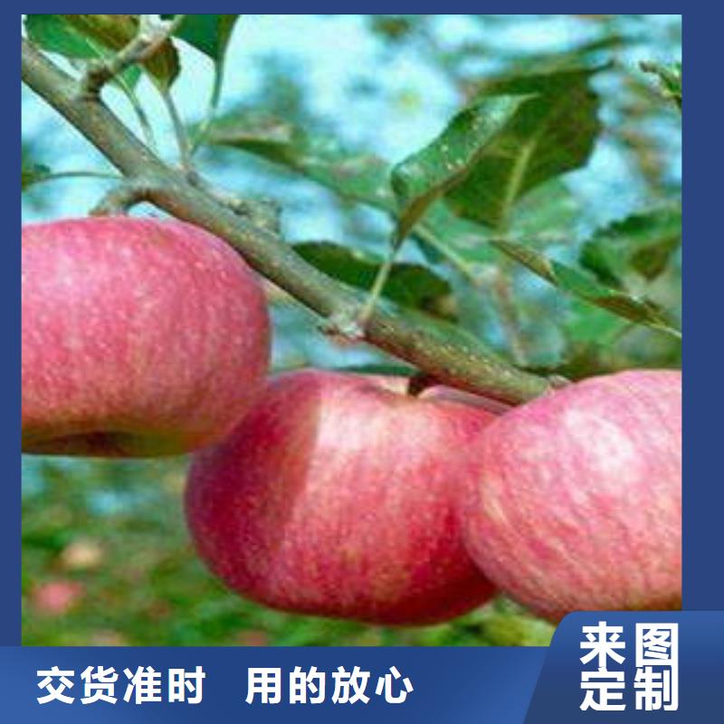 红富士苹果实体诚信经营