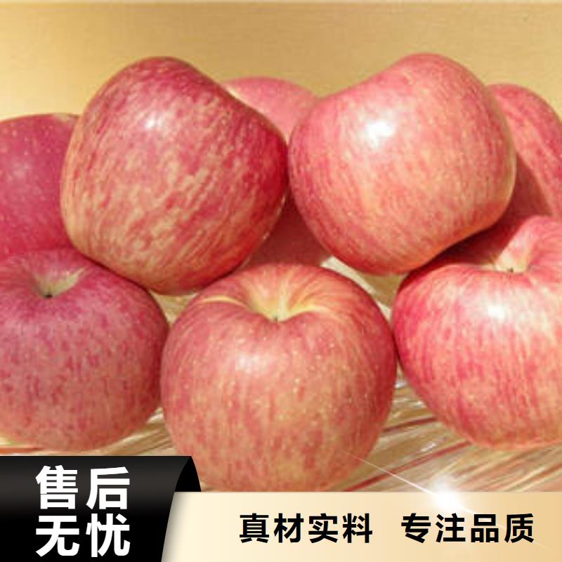 红富士苹果-嘎啦苹果可定制