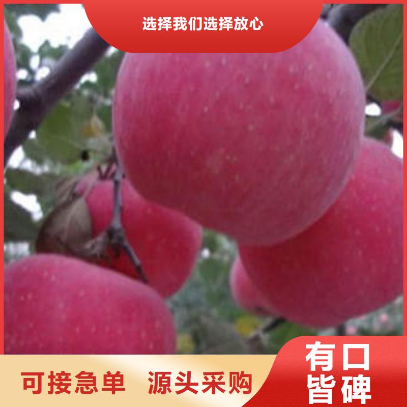 红富士苹果实体诚信经营