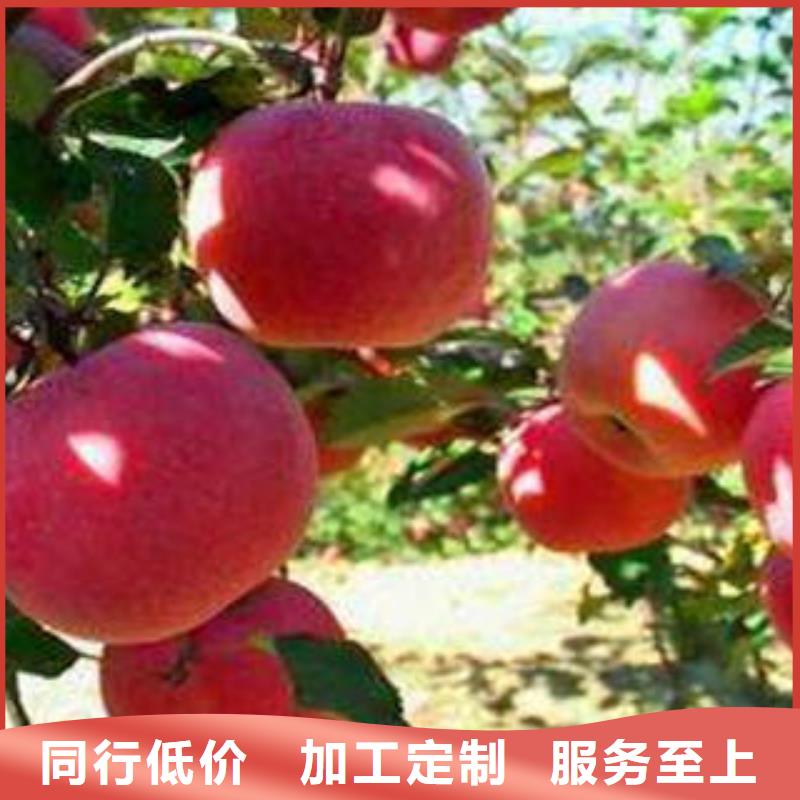 红富士苹果嘎啦苹果支持定制批发
