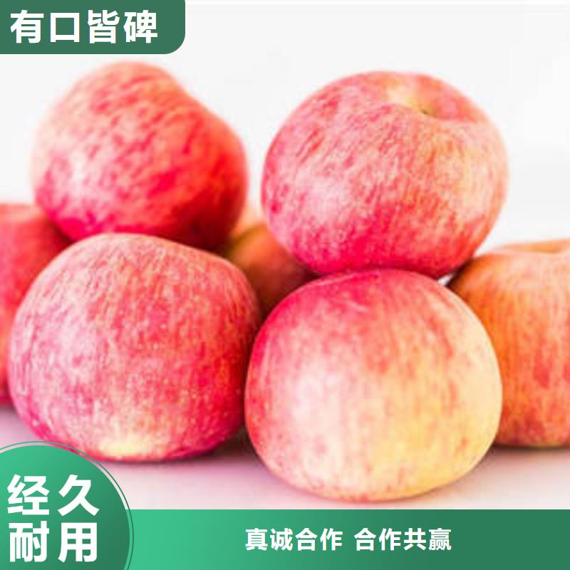 红富士苹果嘎啦苹果支持定制批发