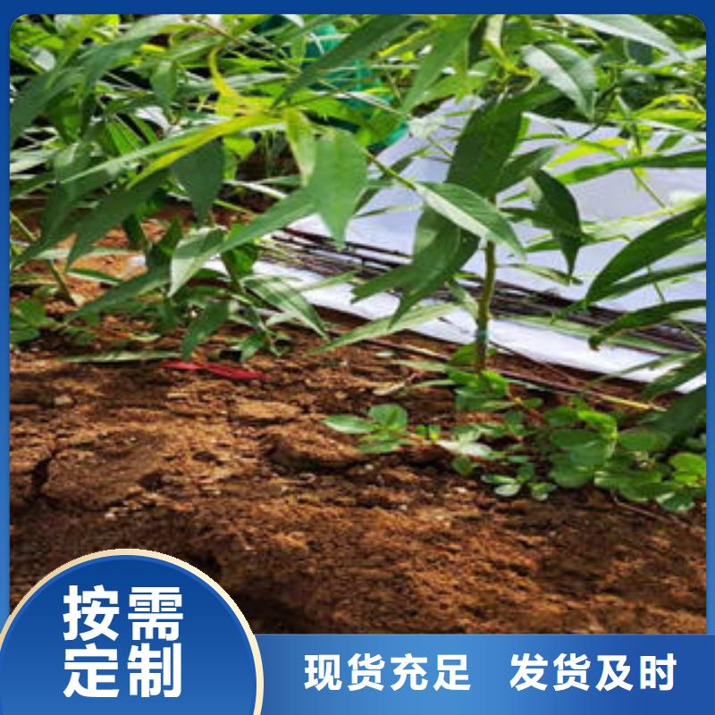 桃树苗蓝莓苗现货充足