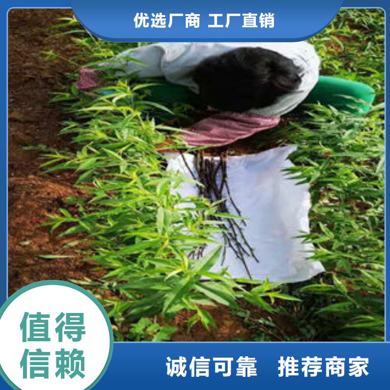 桃树苗葡萄苗当地货源