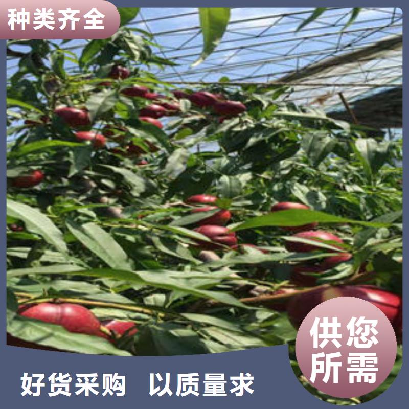 桃树苗葡萄苗当地货源