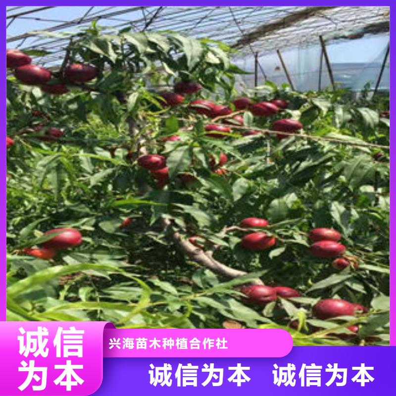 桃树苗梨树苗产地厂家直销