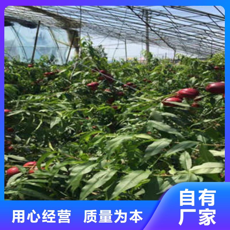 桃树苗【核桃苗】物流配货上门