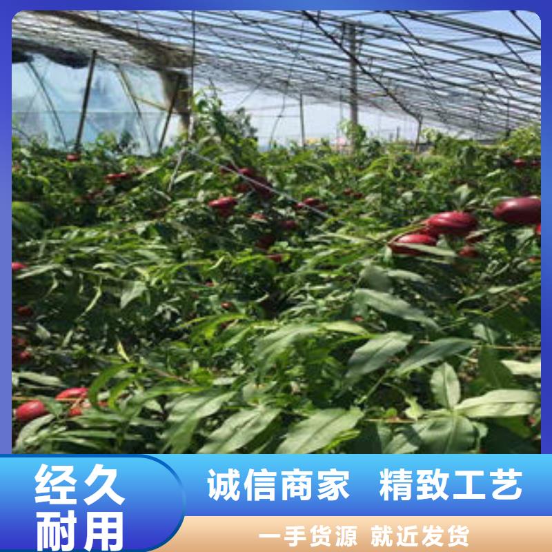 桃树苗_【梨树苗】认准大品牌厂家