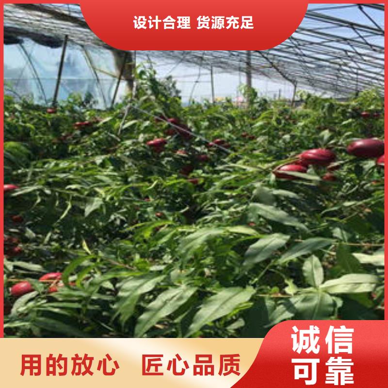 桃树苗蓝莓苗匠心打造
