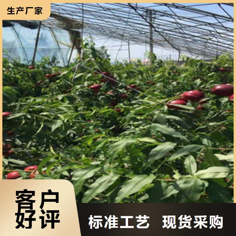 桃树苗梨树苗产地厂家直销