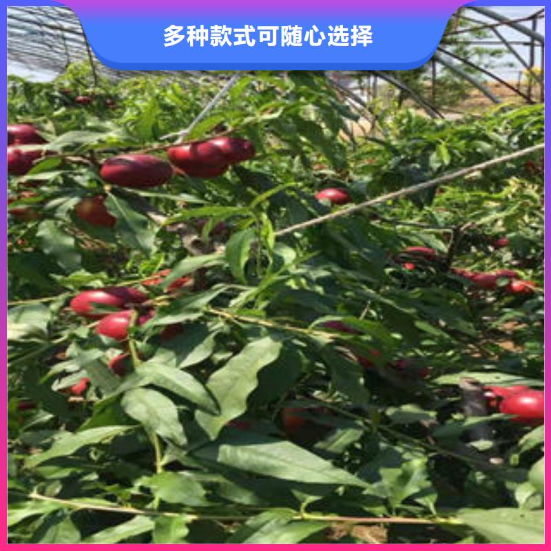 桃树苗【梨树苗】用品质说话