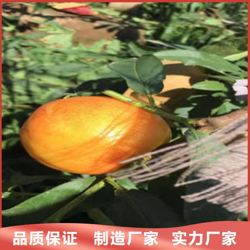 桃树苗_【核桃苗】您身边的厂家