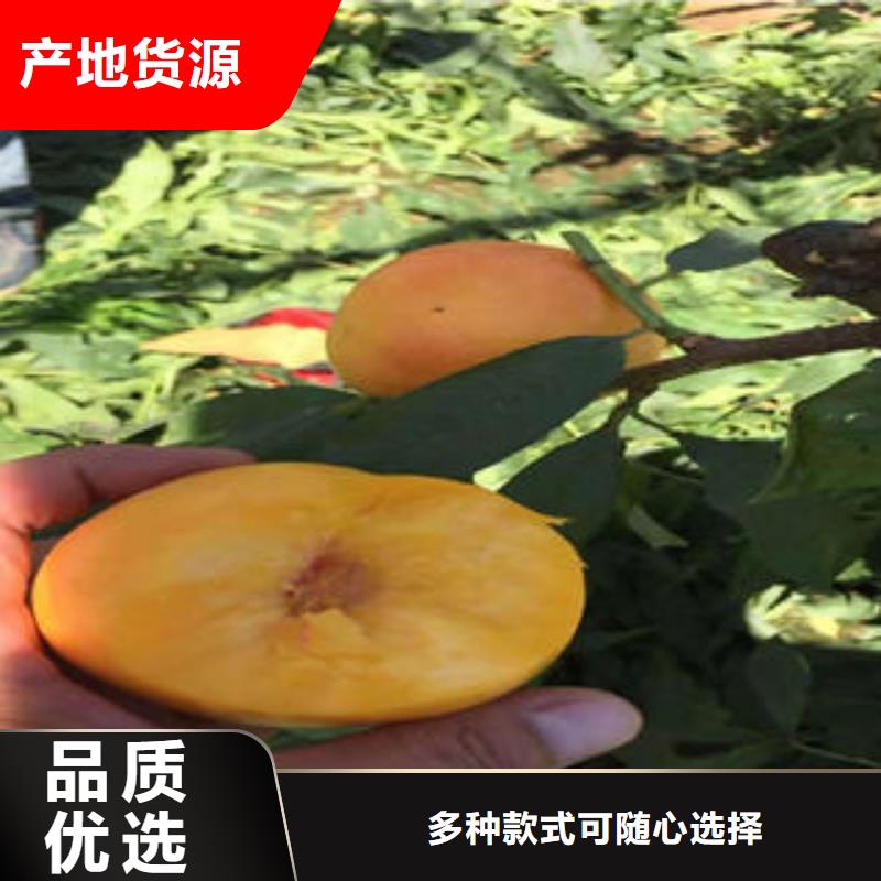 桃树苗板栗苗产品细节
