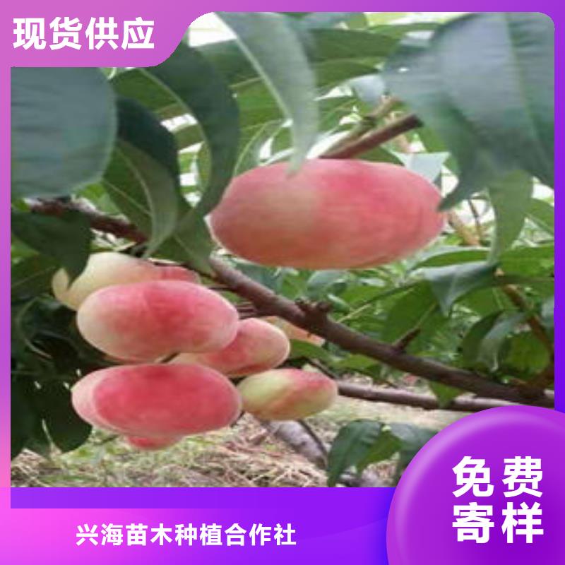 桃树苗-核桃苗N年生产经验
