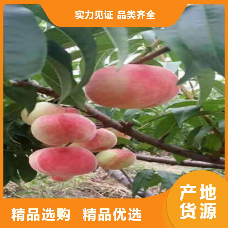 桃树苗,梨树苗价格实在