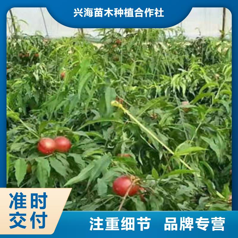 桃树苗,梨树苗价格实在