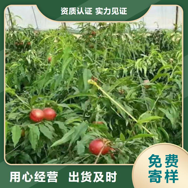 桃树苗优选厂家