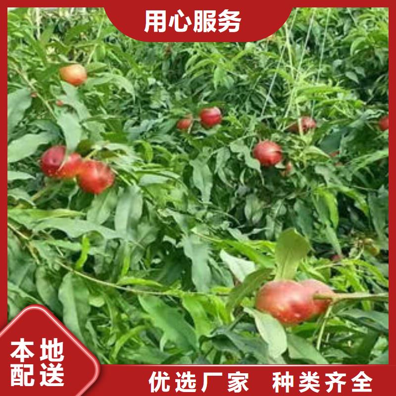 桃树苗葡萄苗当地货源