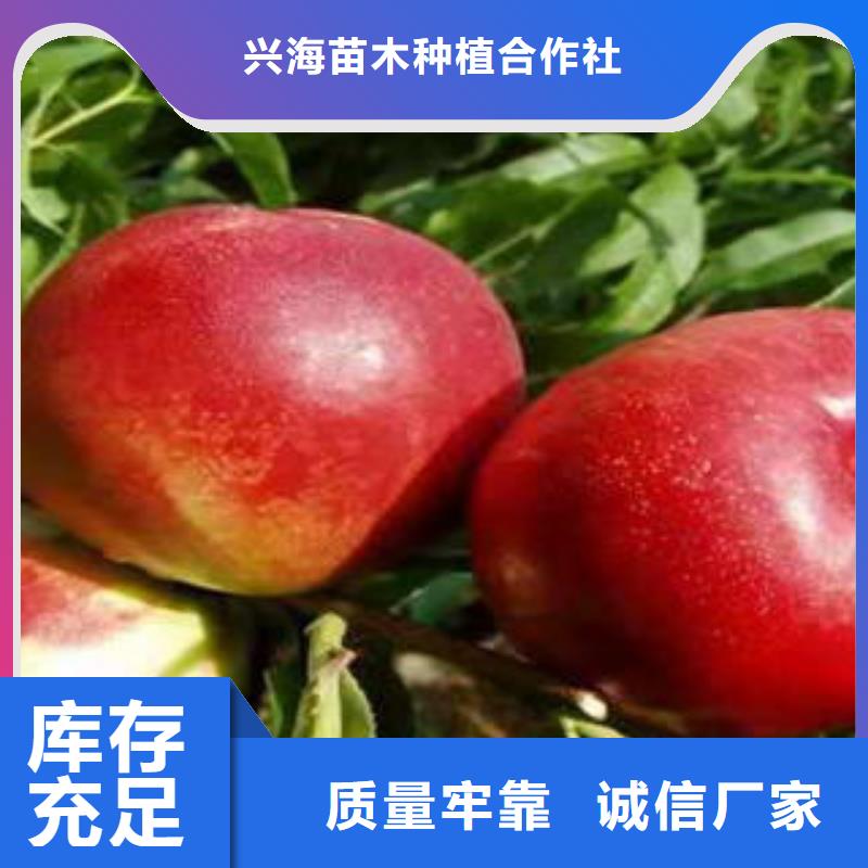 桃树苗蓝莓苗匠心打造
