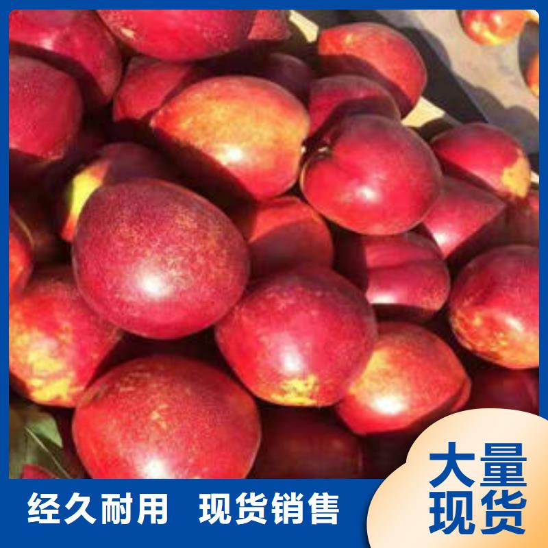 桃树苗优选厂家