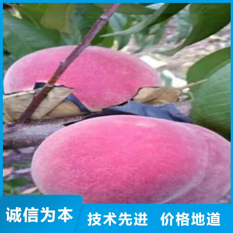 桃树苗【梨树苗】用品质说话