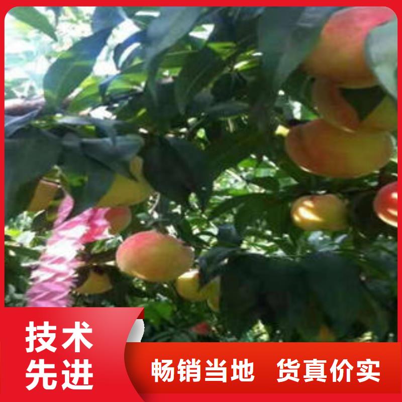 桃树苗板栗苗产品细节