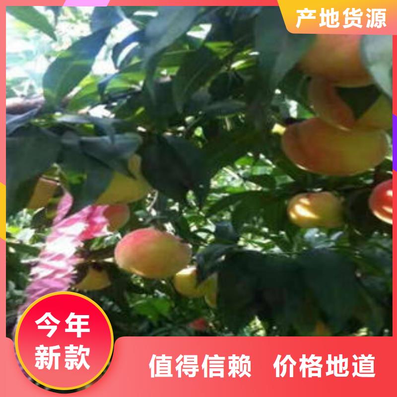 桃树苗【梨树苗】用品质说话