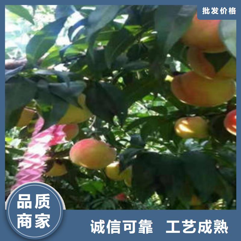 桃树苗蓝莓苗现货充足