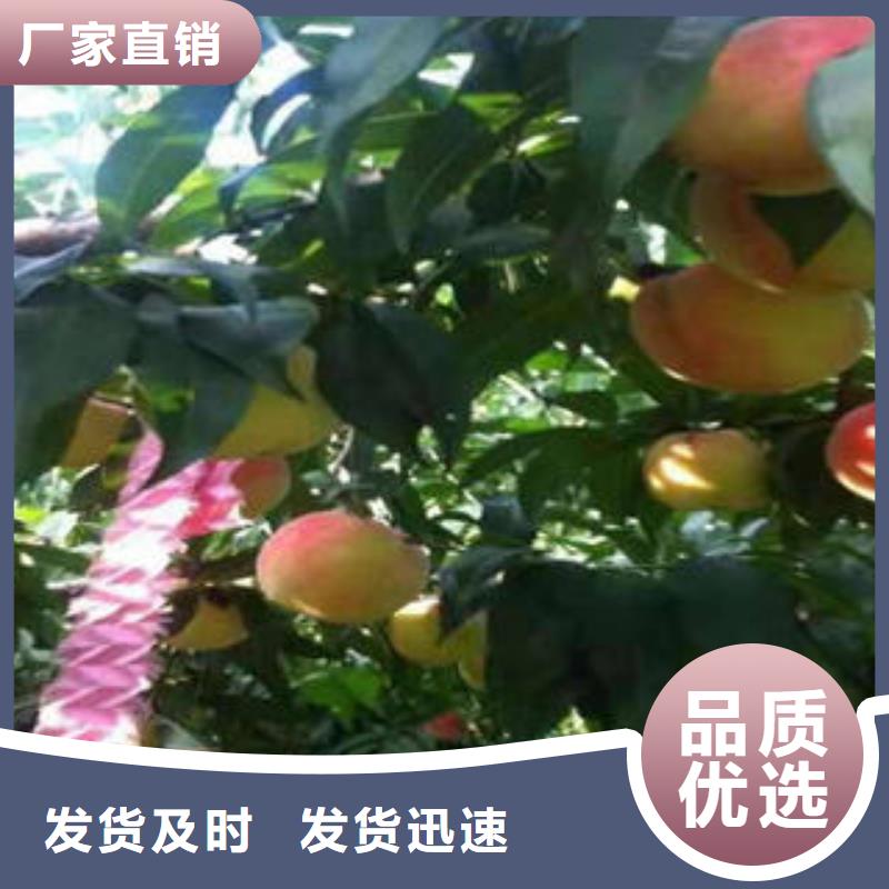 桃树苗【蓝莓苗】拒绝伪劣产品