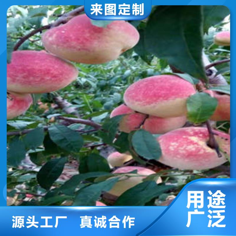 桃树苗【核桃苗】物流配货上门