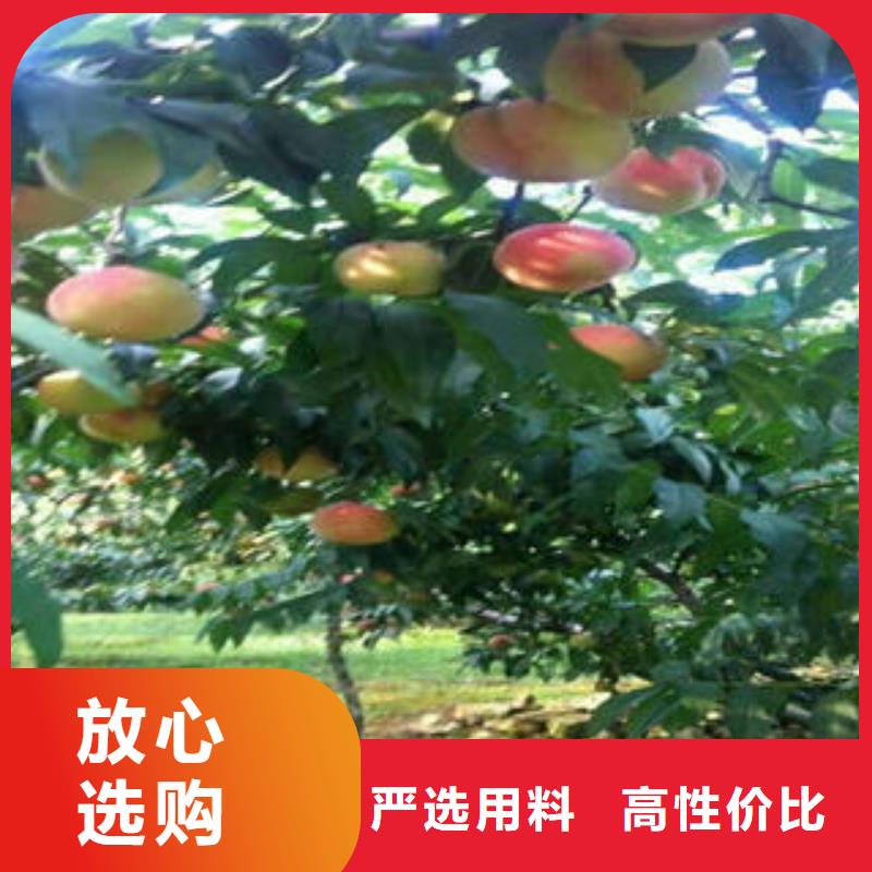 桃树苗_【核桃苗】您身边的厂家