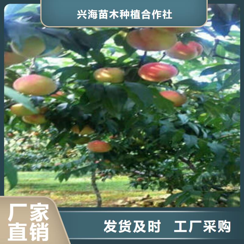桃树苗【核桃苗】物流配货上门