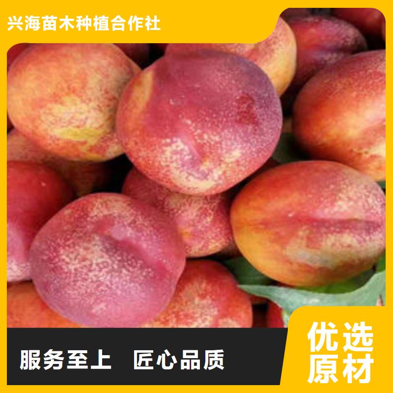 桃树苗_【梨树苗】认准大品牌厂家