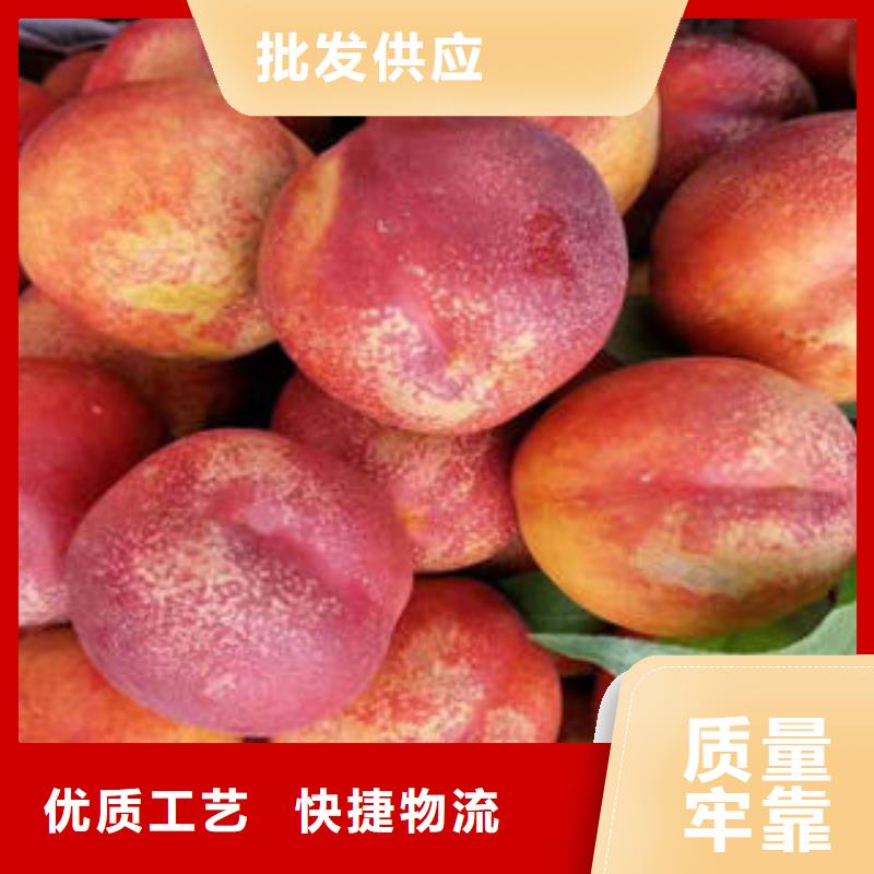 桃树苗-核桃苗N年生产经验