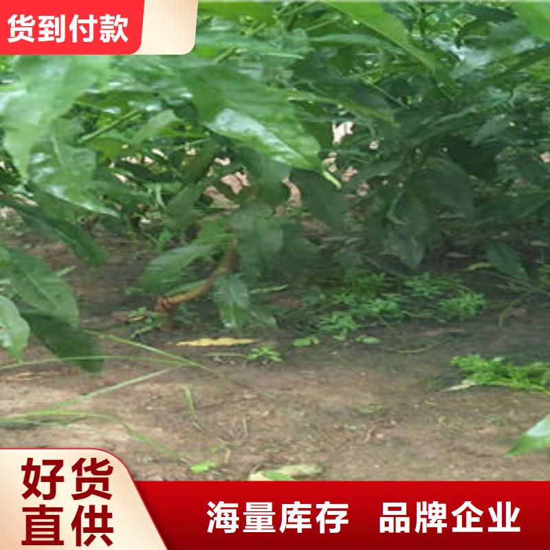 桃树苗蓝莓苗现货充足