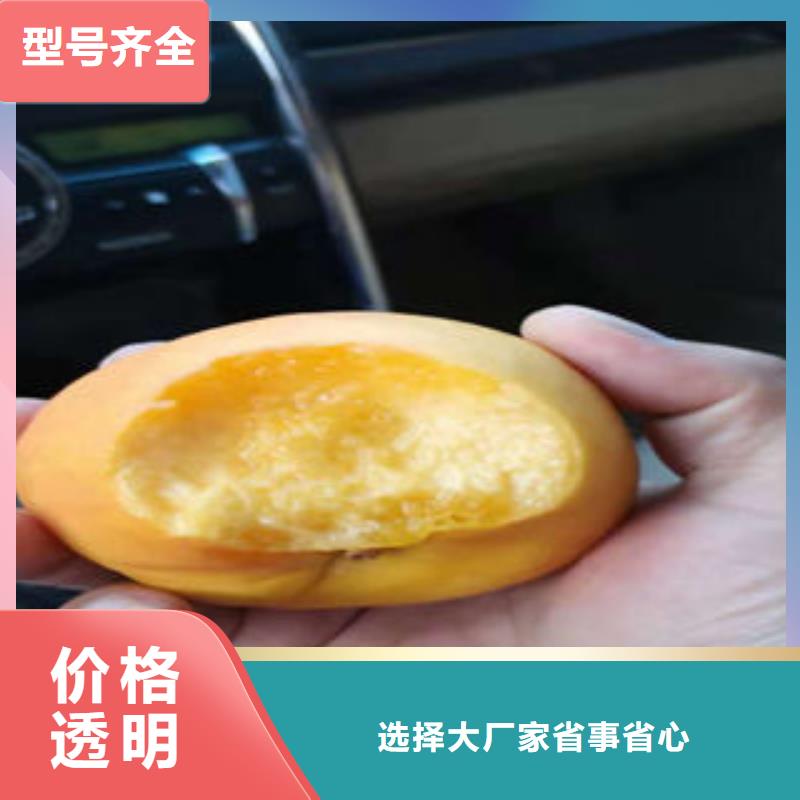 桃树苗【苹果苗】源头厂源头货