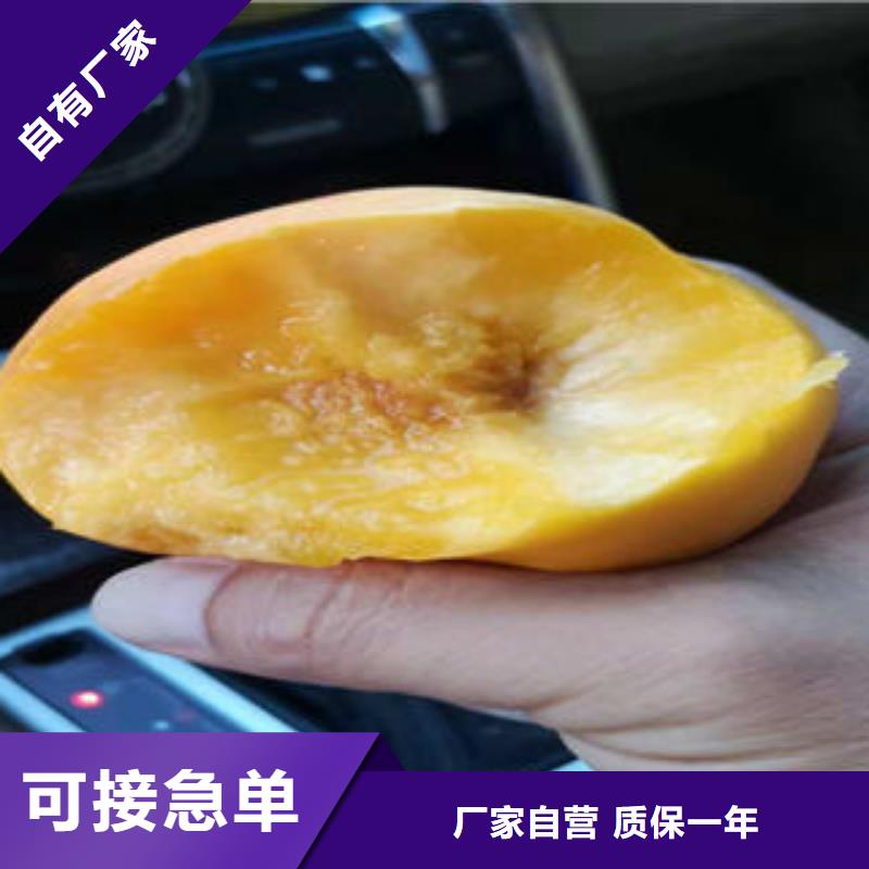桃树苗葡萄苗当地货源