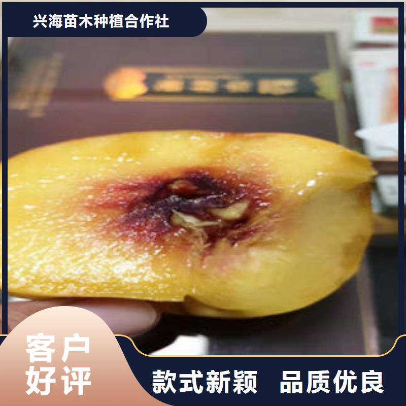 桃树苗板栗苗产品细节