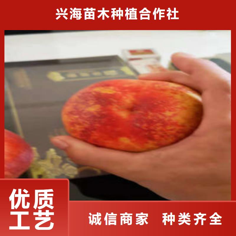 桃树苗蓝莓苗匠心打造
