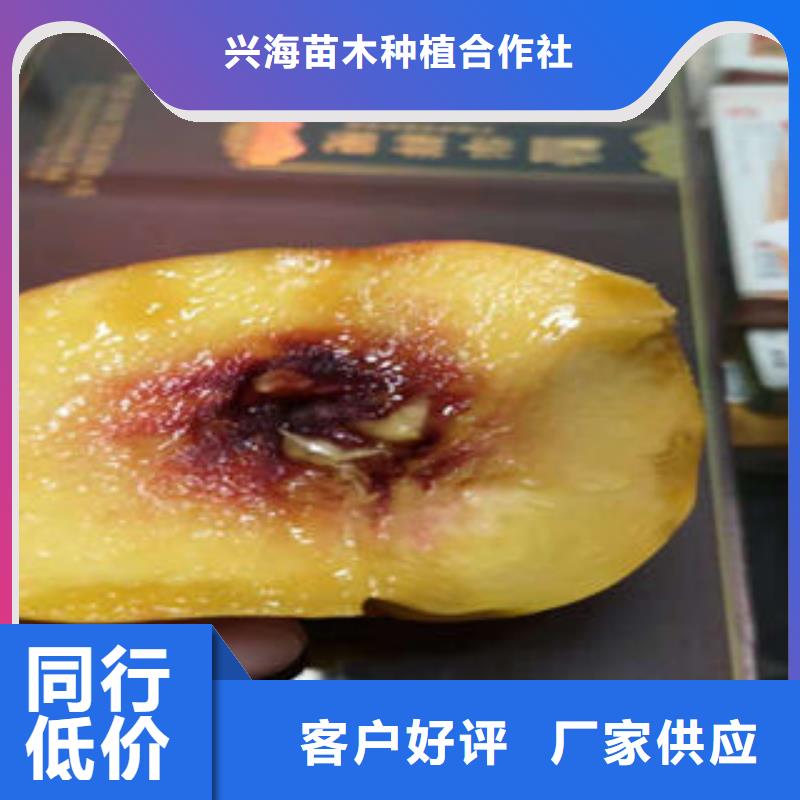 桃树苗梨树苗产地厂家直销