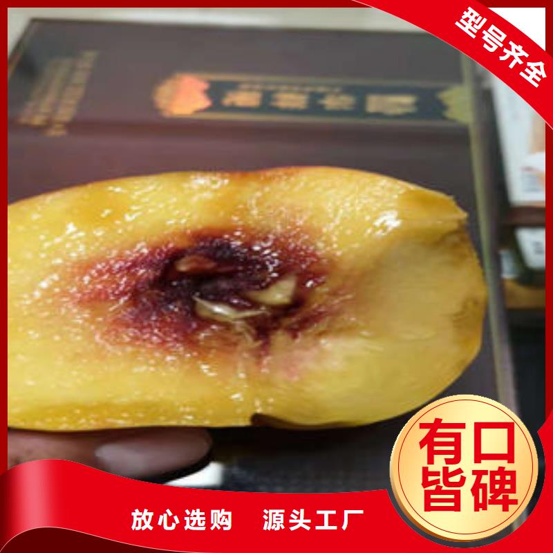 桃树苗葡萄苗当地货源