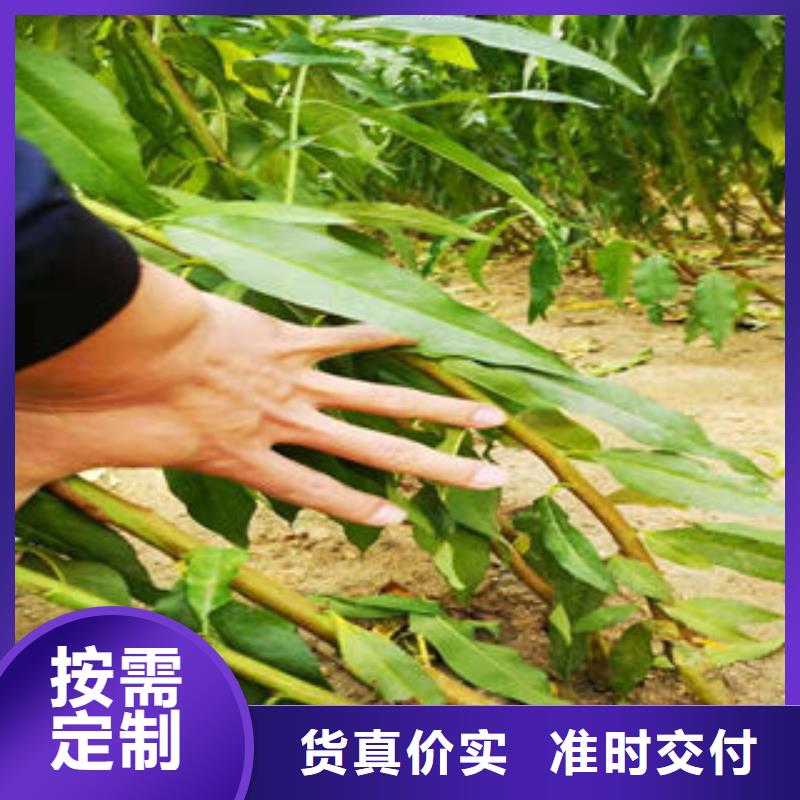桃树苗梨树苗产地厂家直销